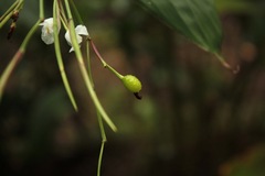 Schumannianthus virgatus
